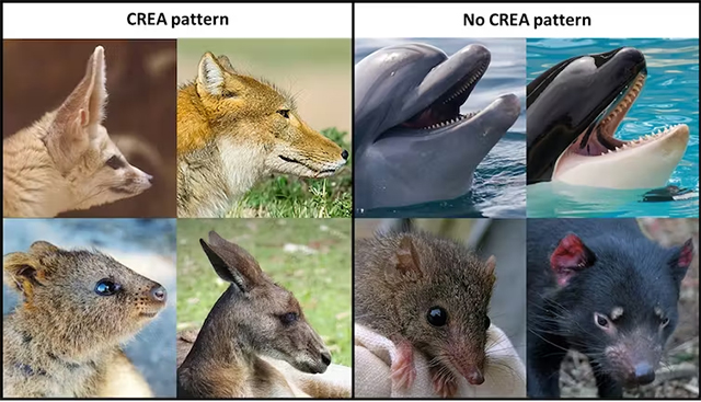 CREA vs non crea patterns