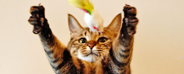 Just in Time For Christmas: Scientists Confirm Many Cats Play Fetch