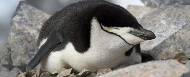 This Adorable Penguin Sleeps More Than 10,000 Times Each Day
