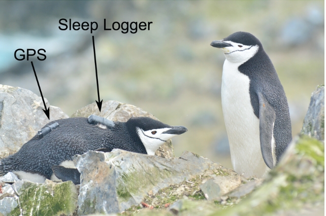two penguins with sleep logger and gps 
