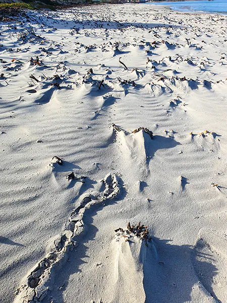 Collapsed tunnel of golden mole in sandy soils.