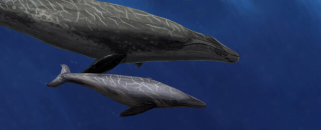 Concept illustration of ancient baleen whale species