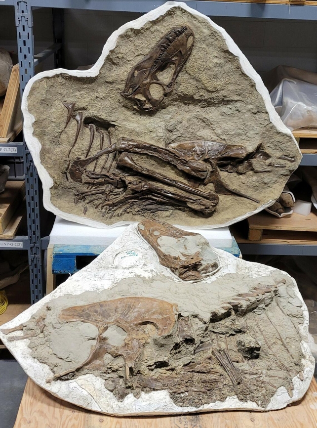 DinosaurFossils