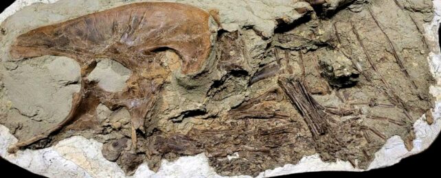 Dinosaur Skeleton Of Fossilized Bones