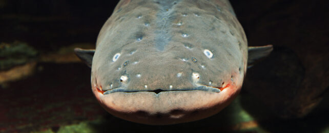 Face of electric eel front on, looking perplexed