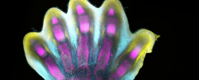 Microscopy image of human embryonic tissue forming hand with five digits. Tissue is stained blue, pink and yellow.