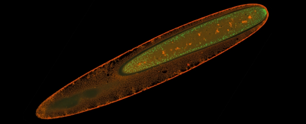 Las bacterias gigantes visibles a simple vista tienen un tipo de metabolismo nunca antes visto: Heaven32