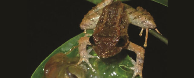 Frog on leaf