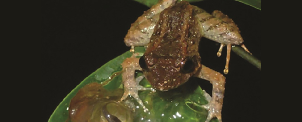 World's Tiniest Fanged Frog Species Found Lurking in The Indonesian Jungle  : ScienceAlert