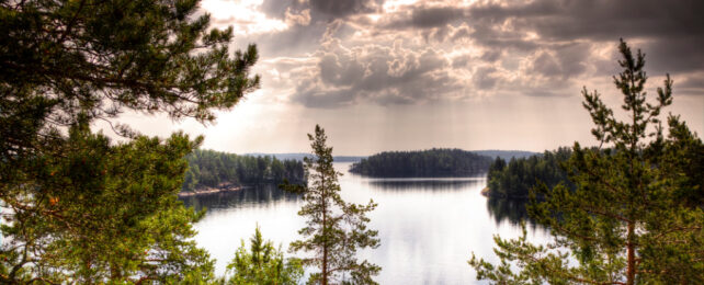 Forest on coast in Finland with ominous grey clouds above.