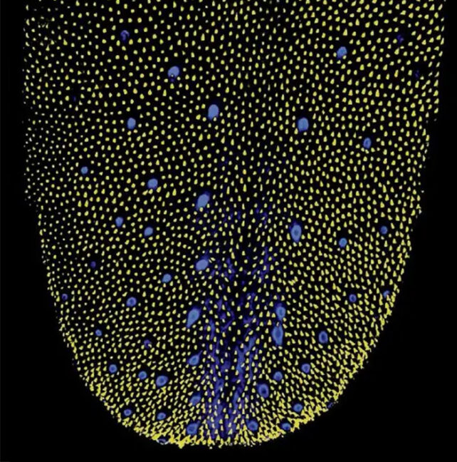 Taste buds highlighted as glowing yellow dots creating a tongue shape.