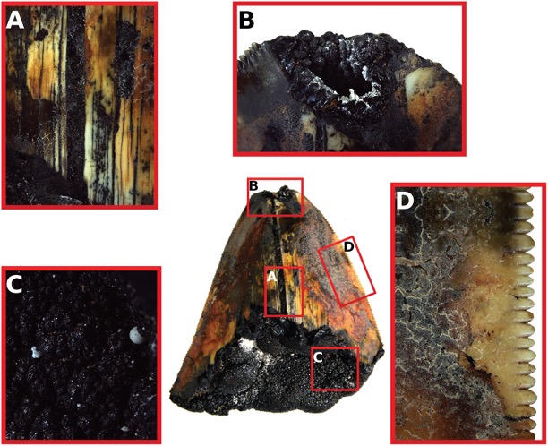 Close-up images of fossilised tooth showing broken tip and serrated edge.