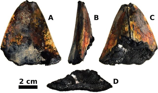 Four images of the front, back, side and bottom of a triangular-shaped tooth.