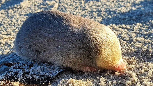 Fuzzy golden tube with a pink snout on sandy soil