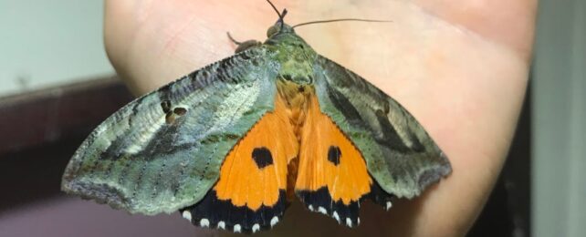 Giant Orange Moth