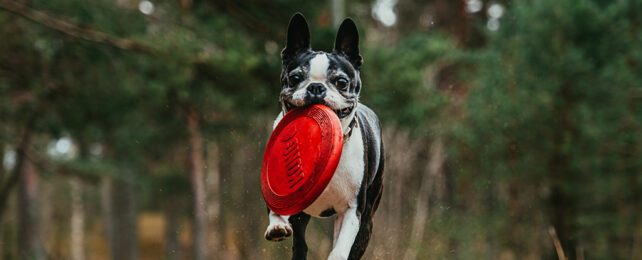 Dog with frisbee