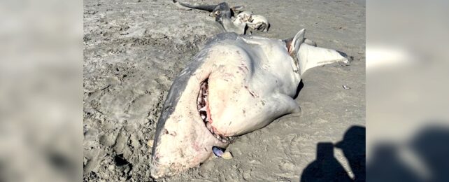 Gutted Shark On Beac