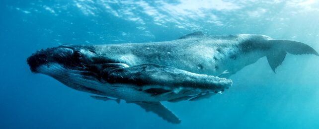 Humpback Whale Underwater
