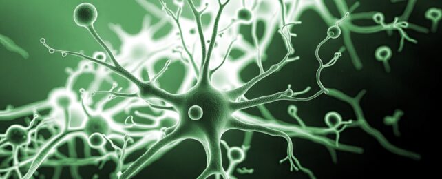Illustration Of Neurons