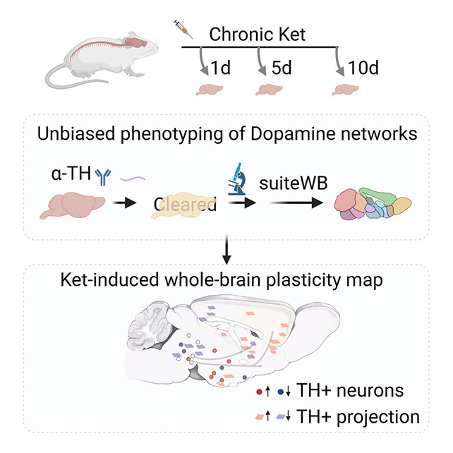 Mouse ketamine