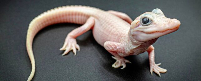 The 'Rarest Alligator in The World' Just Hatched in Florida