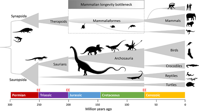Bottleneck diagram of mammals