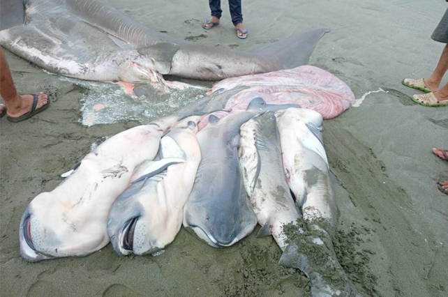 Sharks washed up on a beach 