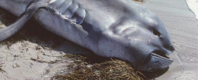 A close up of a shark on beach