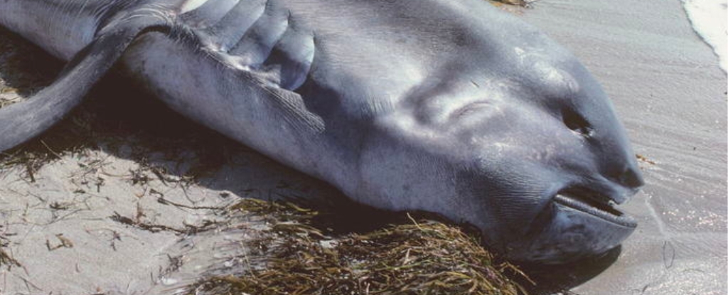 Na Filipiny wyrzucono gigantyczną ciężarną rekinę: ScienceAlert