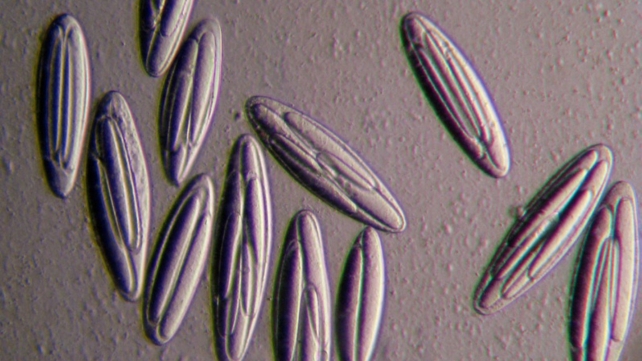 Micrograph of a group of oval shaped bacteria