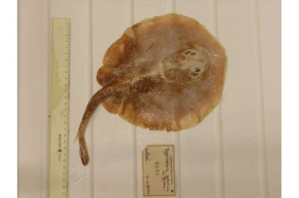 Java Vol Fish Shocking Wake-Up Call: First Marine Fish Declared Extinct Due to Humans ...