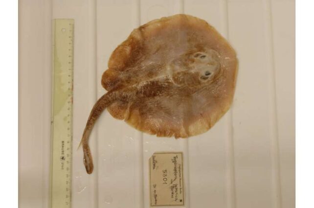 Rounded ray fish next to rulers