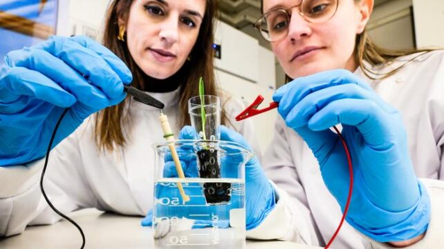 Two researchers wearing blue gloves holding electrodes attached to plant seedling in glass beaker. 