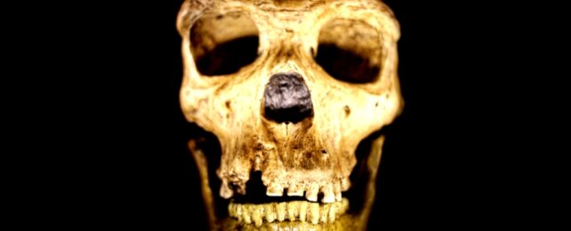 Skull Of Prehistoric Neanderthal