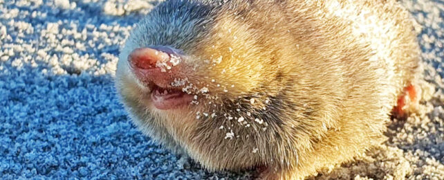 Pink eyeless grin of the fuzzy golden mole