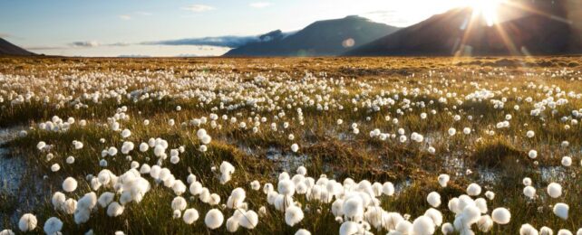 Arctic Permafrost Hides Migrating Methane That Could Skyrocket Emissions