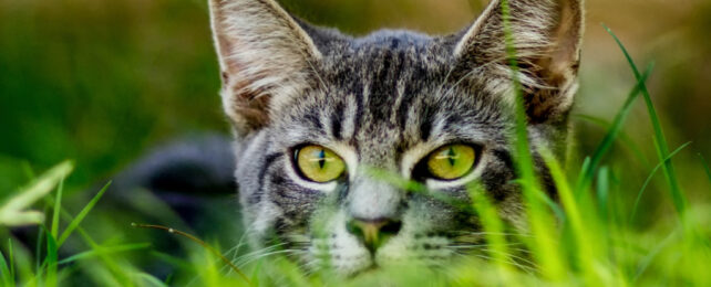 Greyish tabby cat lying low in green grass.