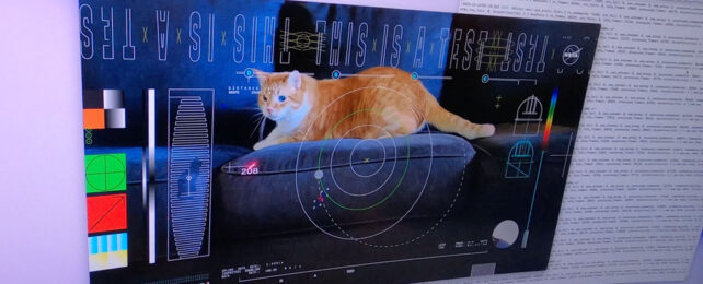 Photo of computer screen showing taters the cat video.