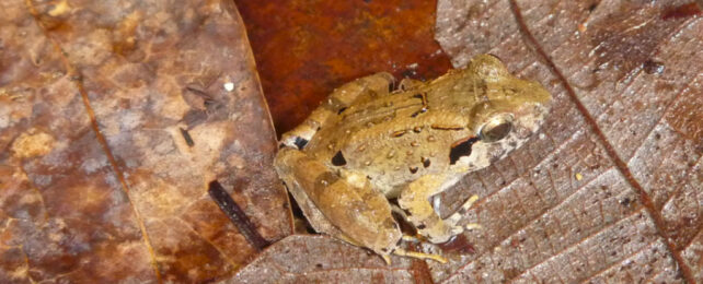 Frog on brown leaves