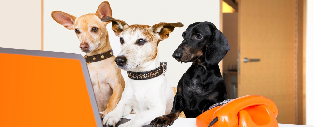 Действительно ли кнопки разговора позволяют собакам общаться с нами?  Научная тревога
