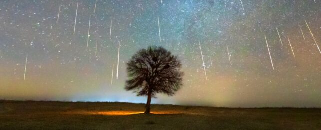 Tree Under Meteor Shower At Night