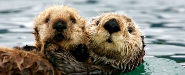 Two Otters In Water