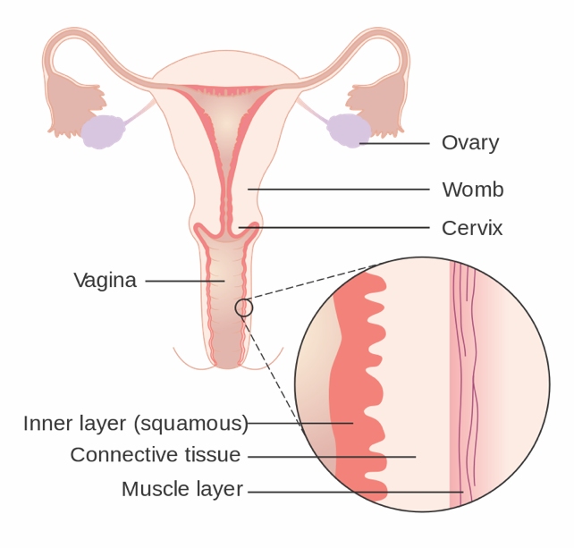 vagina diagram