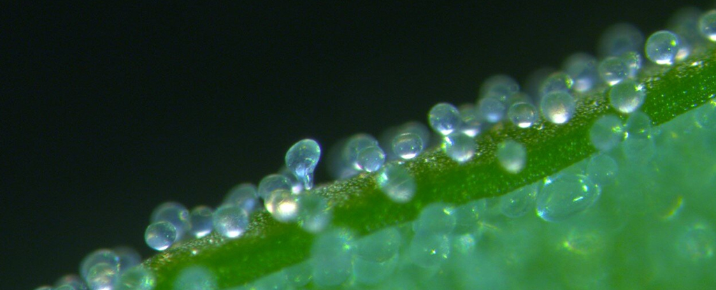 Nos hemos equivocado durante más de un siglo acerca de estos pequeños ‘globos de agua’ en las plantas: Heaven32