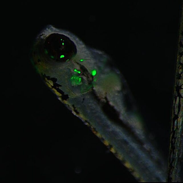 Zebrafish glowing green in some tissues.