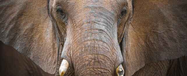 african elephant up close