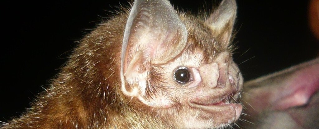 common vampire bat, Desmodus rotundus