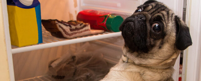 pug dog near open fridge