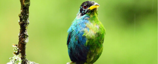 Incredibly Rare Half-Male, Half-Female Bird Caught on Camera