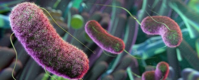 artist impression of gut bacteria